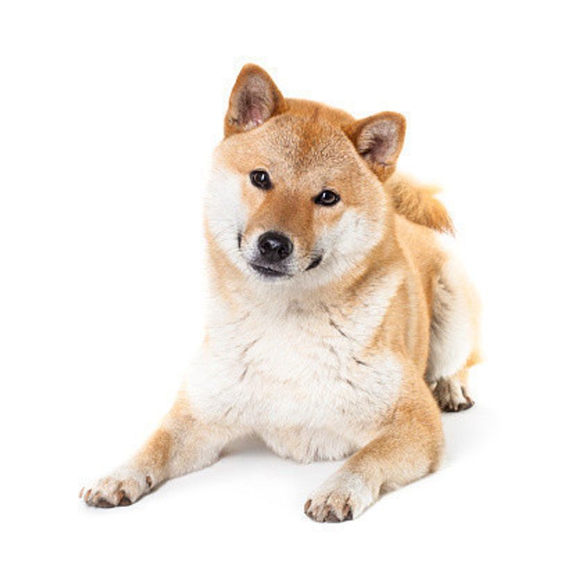 会長画像